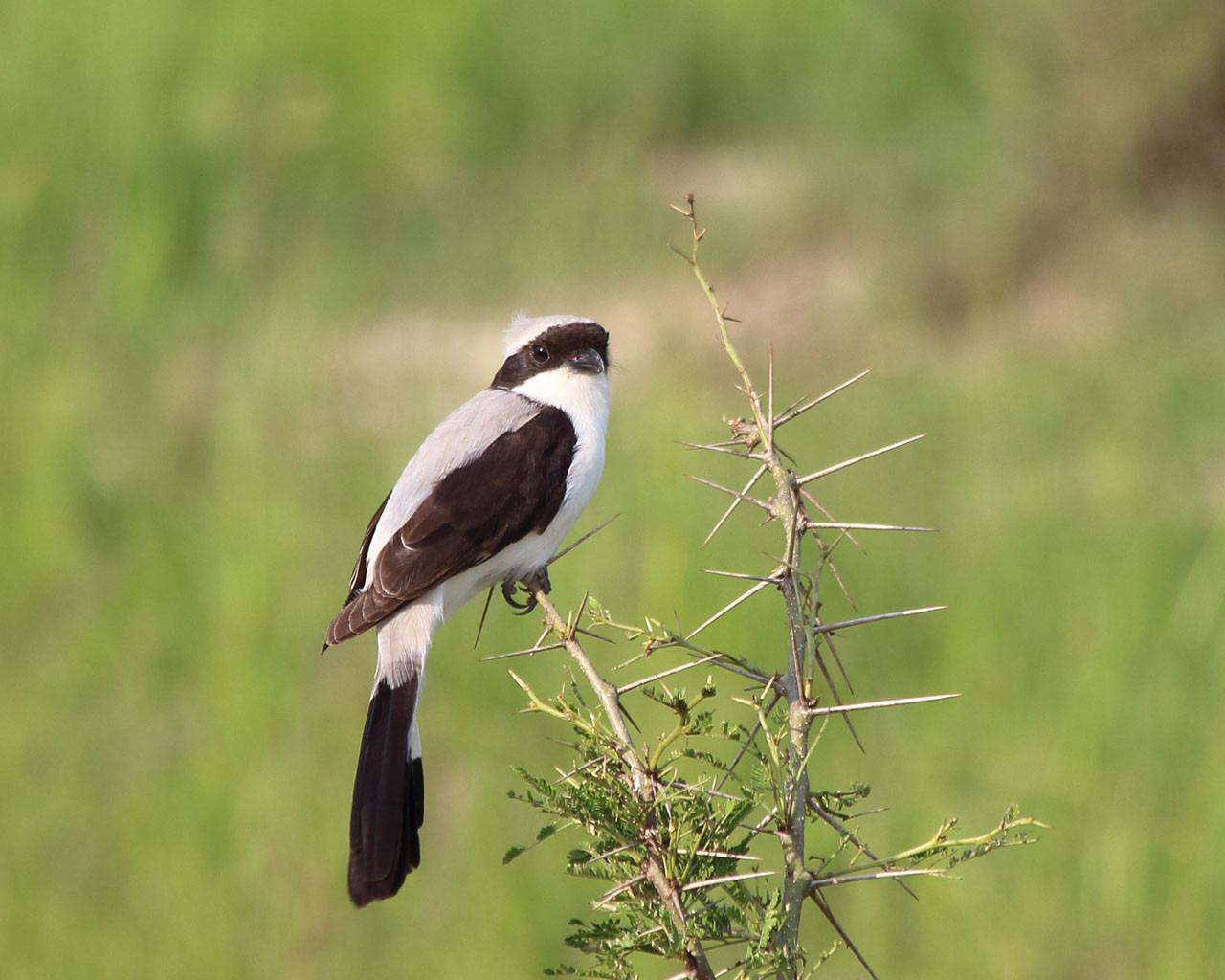 image Grey-backed Fiscal